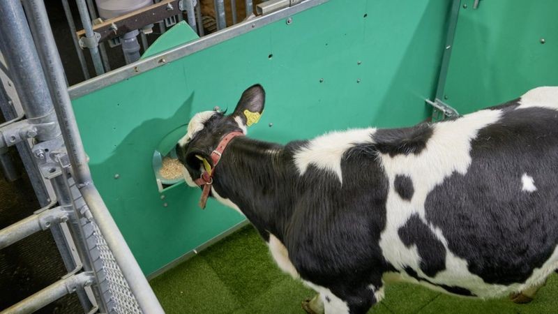 BBC - As vacas foram recompensadas com rações por usarem o banheiro (Foto: FBN via BBC News)