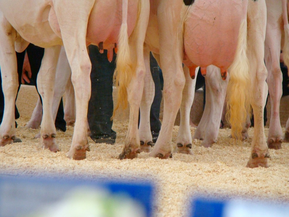 Vacas em MT produzem menos leite que as de outros estados  Foto: MB Comunicao/Divulgao
