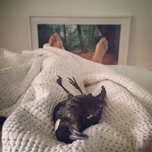 Penguim, o corvo (Foto: Instagram / Reprodu)