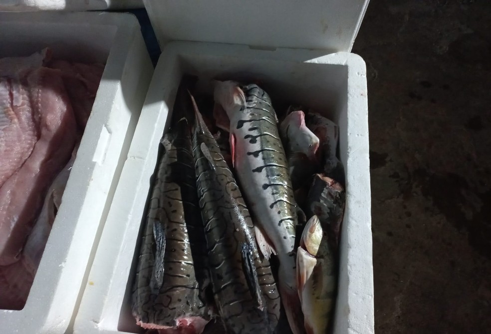 Pescado apreendido foi doado a entidades filantrópicas da capital — Foto: BPA/Reprodução