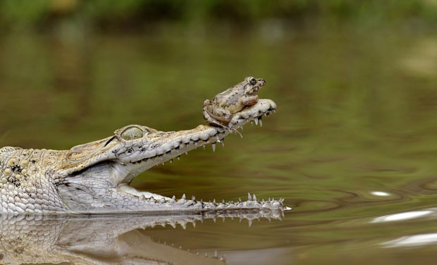 Sapo audacioso descansou sobre o nariz de crocodilo em Jacarta (Foto: Fahmi Bhs/Solnet/The Grosby Group )