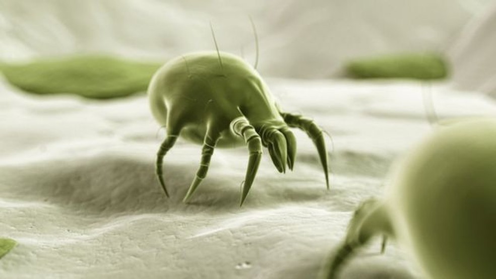 Os ácaros são um dos agentes causadores das crises de rinite — Foto: GETTY IMAGES/BBC