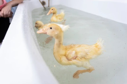 Os patos adoram ficar na banheira da família (Foto: Reprodução/Metro)