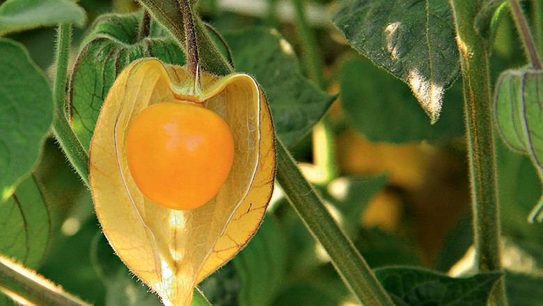 Physalis (Foto: Cristovam Silva/Editora GLobo)