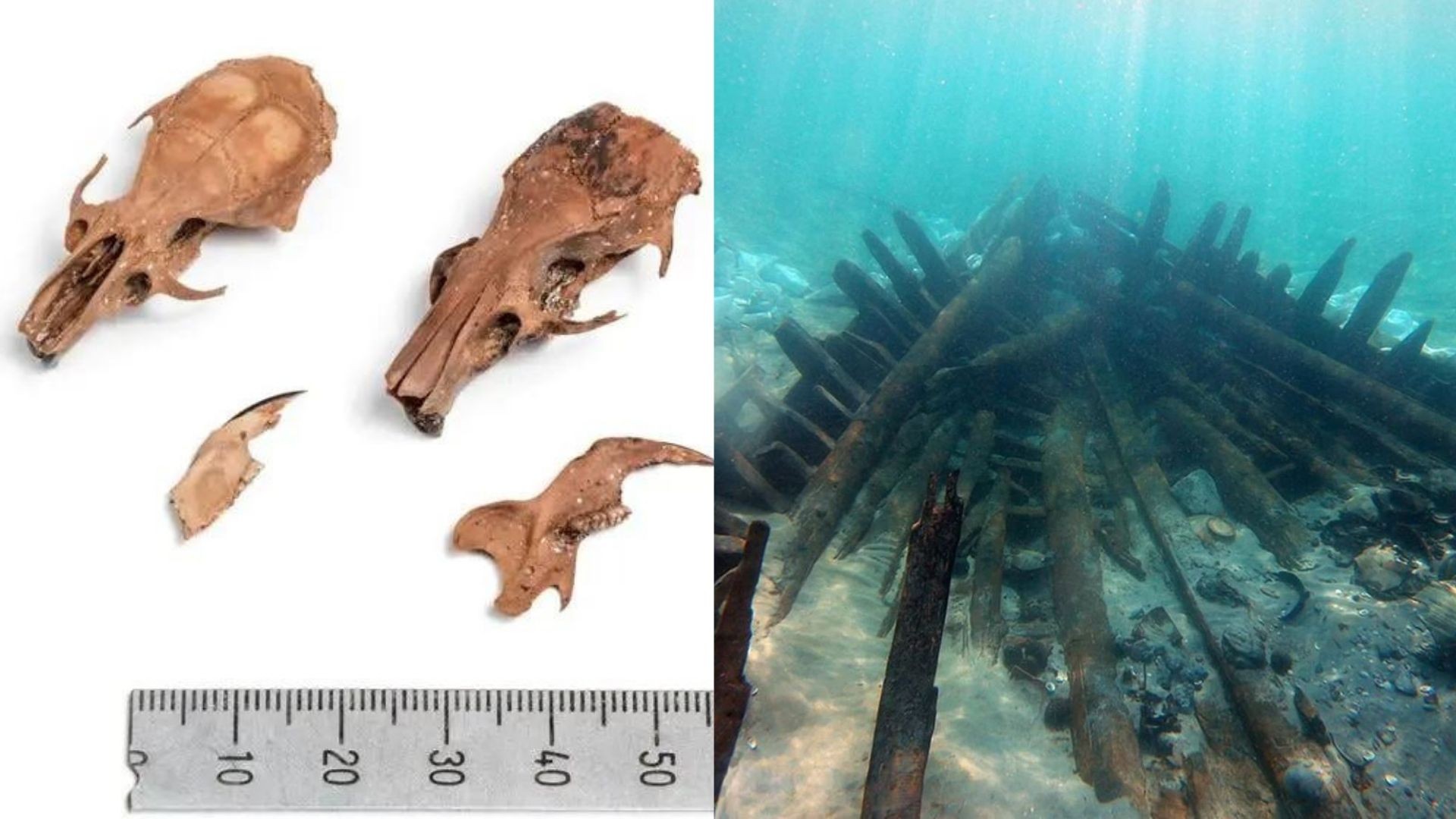 Imagem dos fósseis de ratos e do navio Ma'gan Mikhael B, datado entre 648 e 740 d.C.  (Foto: A. Efremov/The Leon Recanati Institute for Maritime Studies/)