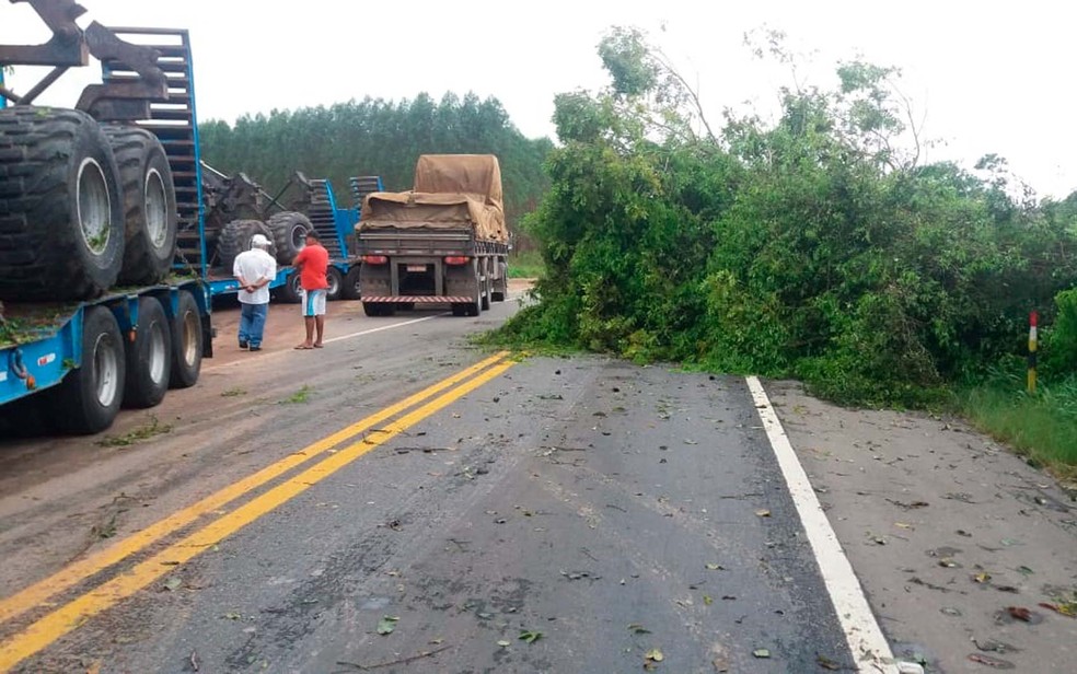 Árvore caiu na BR-418, na região de Nova Viçosa, no sul do estado — Foto: Divulgação/PRF