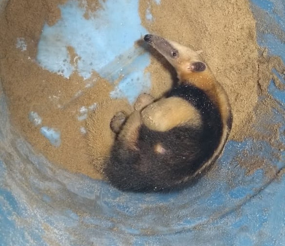TamanduÃ¡ foi encontrado por famÃ­lia no quintal de casa, nesta quarta-feira (24), em Parnamirim, RN â Foto: Lucas Cortez/Inter TV Cabugi