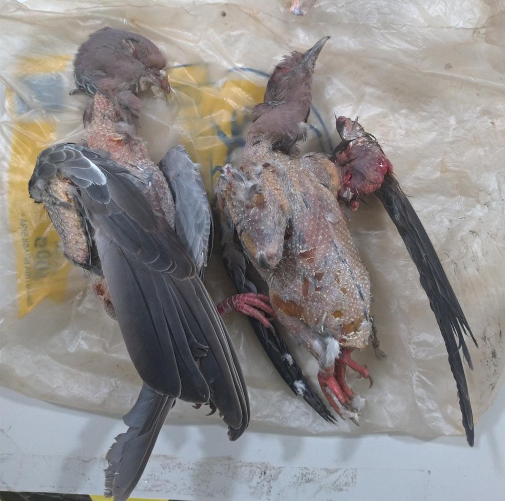 Aves silvestres são abatidas por homem em Avaré (SP) — Foto: Polícia Militar Ambiental/Divulgação