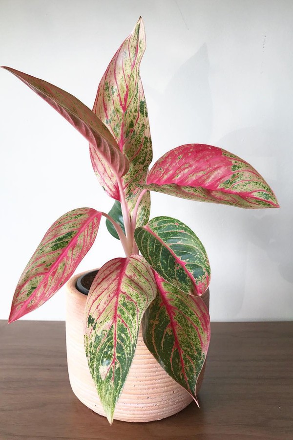 Conheça a aglaonema, planta de folhas coloridas que é sucesso nas redes (Foto: Reprodução / Instagram @apartmentbotanist)