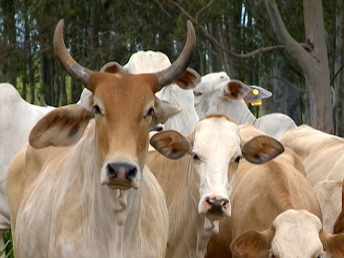 Cotação: Arroba do boi gordo custa de R$ 130 a R$ 145 em Rondônia