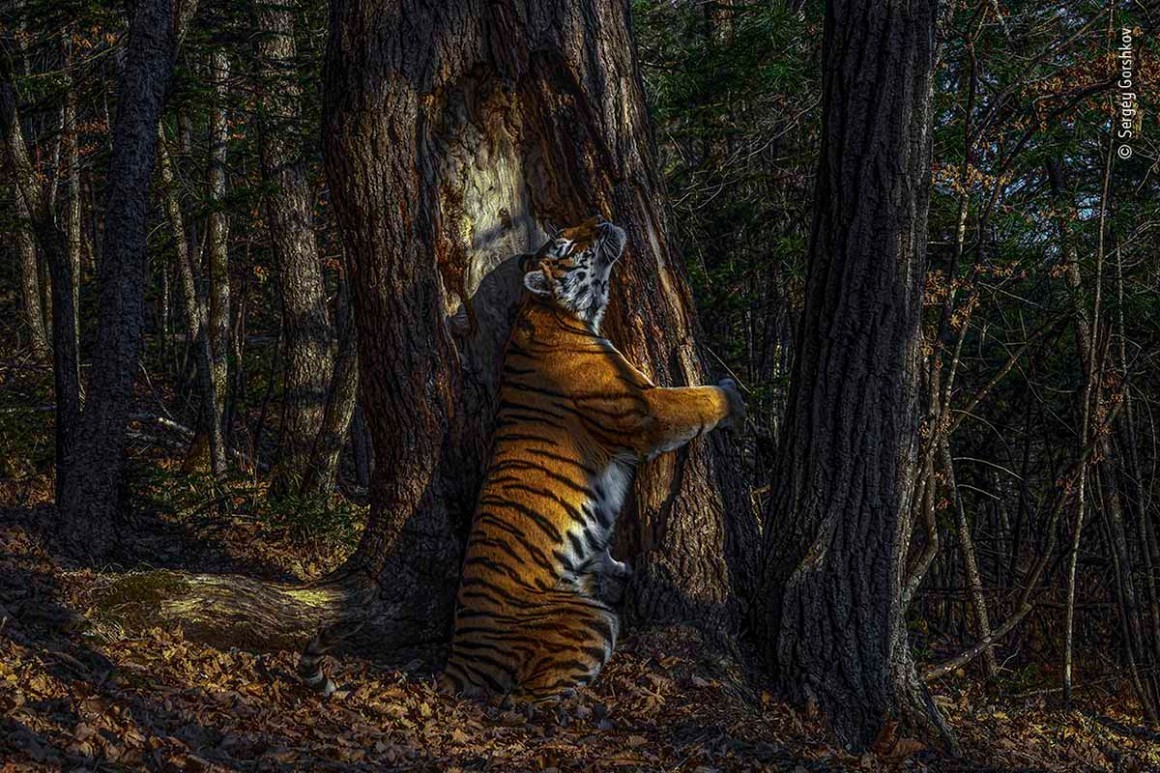 Foto de tigre marcando árvore com seu cheiro vence concurso Wildlife Photographer of the Year 2020 (Foto: Sergey Gorshkov)