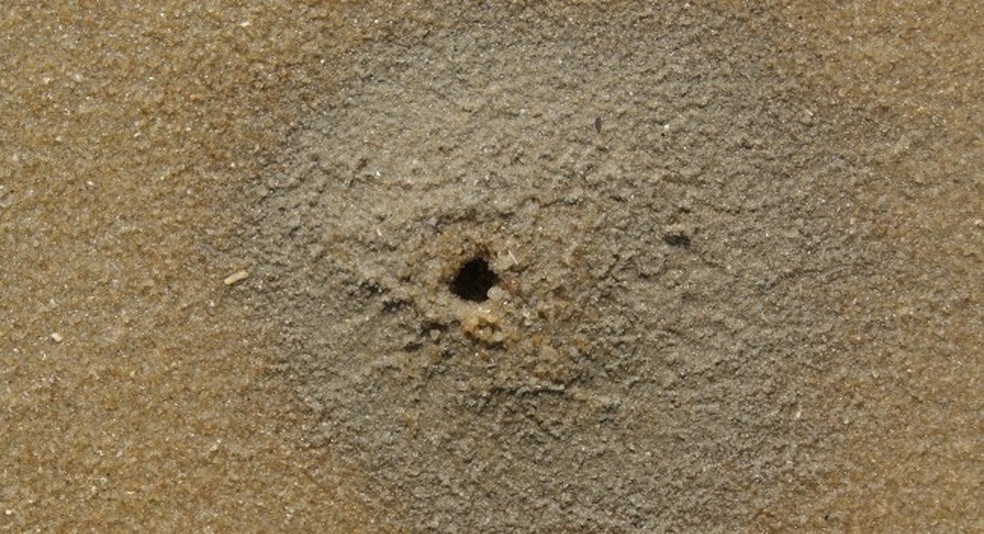 Animal tem um hábito escavador e deixa buraquinhos na areia da praia  — Foto: Unesp 