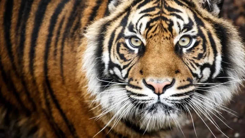 Pesquisadores descobriram que mamíferos — de tigres a humanos — têm aproximadamente o mesmo número de mutações no DNA quando morrem de velhice (Foto: Getty Images via BBC News Brasil)