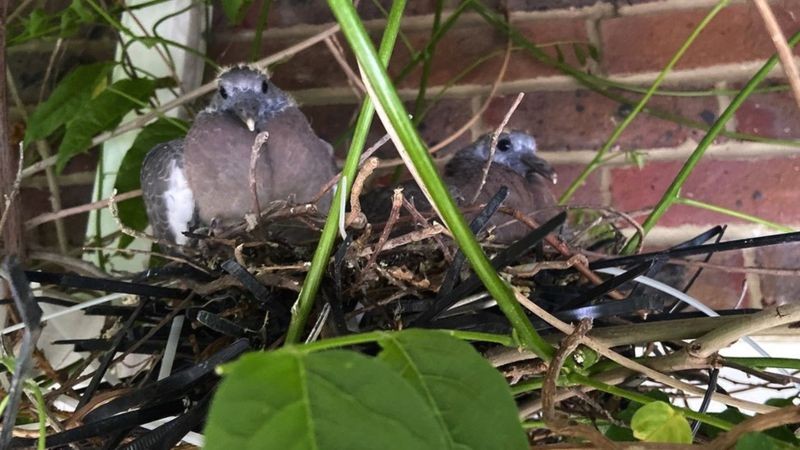 Pombos em um canteiro de obras em Sussex usaram pedaços de plástico em seus ninhos (Foto: Matthew Irish via BBC News)