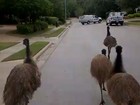 Polícia bloqueia ruas para capturar emus 'fujões' nos EUA