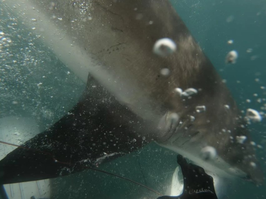 Na Nova Zelândia, tubarão quase arranca mão de adolescente e o arrasta por 20m (Foto: Reprodução)