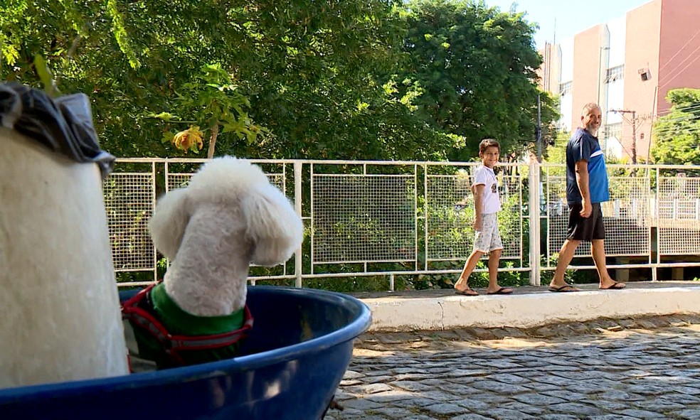 Moradores se divertem com cão gari  — Foto: Reprodução/TV Gazeta