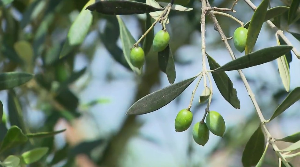 Produtores de oliveira produzem azeite de oliva no Paraná — Foto: RPC/Reprodução