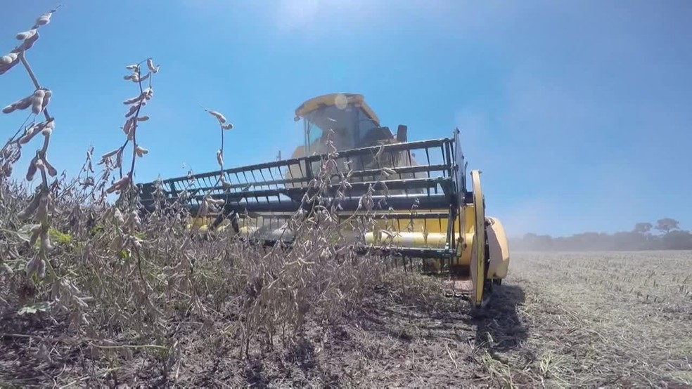 Clima seco prejudicou a produtividade da soja no Paraná — Foto: RPC/Reprodução