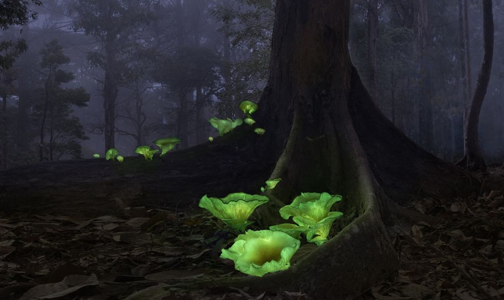 Apelidados de cogumelos fantasmas devido ao seu brilho verde misterioso, os nomes científicos desses cogumelos bioluminescentes é Omphalotus nidiformis — Foto:  Callie Chee/TNC Photo Contest