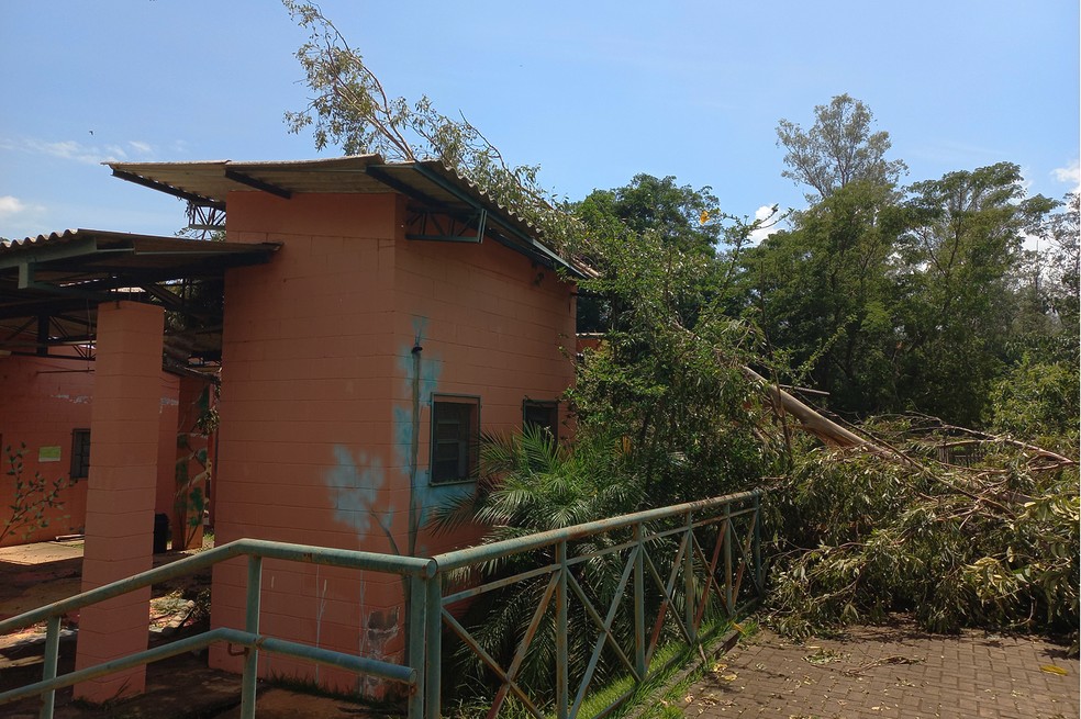 Árvores também atingiram recintos durante as quedas — Foto: Adilson Silveira/ Prefeitura de Limeira