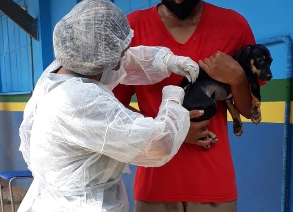 Animais domésticos também devem ser imunizados contra a raiva. — Foto: Wesley Pontes/Prefeitura de Porto Velho 