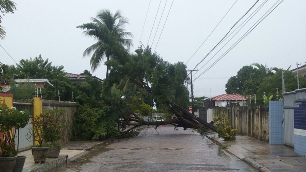 Queda de árvore danificou postes e deixou casas em energia em João Pessoa (Foto: Energisa/Divulgação)
