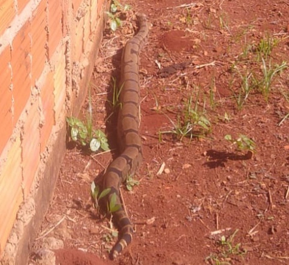 Jiboia de dois metros é flagrada em Campo Grande  — Foto: Reprodução/ PMA