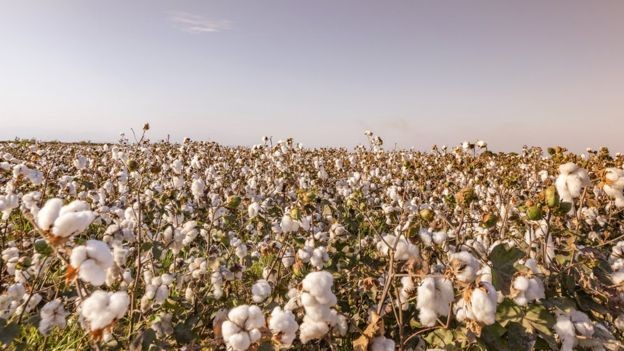 Incentivo ao algodão produzido no Brasil foi pivô da disputa mais longa do Brasil na OMC, entre 2002 e 2014 (Foto: Getty Images via BBC News Brasil)