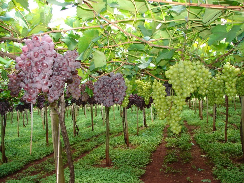 Uvas produzidas em Marialva tÃªm selo de identificaÃ§Ã£o geogrÃ¡fica de procedÃªncia â Foto: Armando Rossato/Prefeitura de Marialva