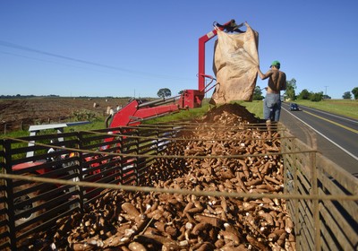 agricultura_mandioca (Foto: Ernesto de Souza/Ed. Globo)