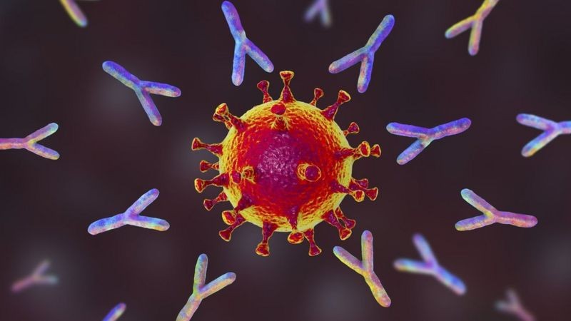 CoronaVac usa vírus inativados para gerar resposta imune (Foto: Getty Images via BBC News)