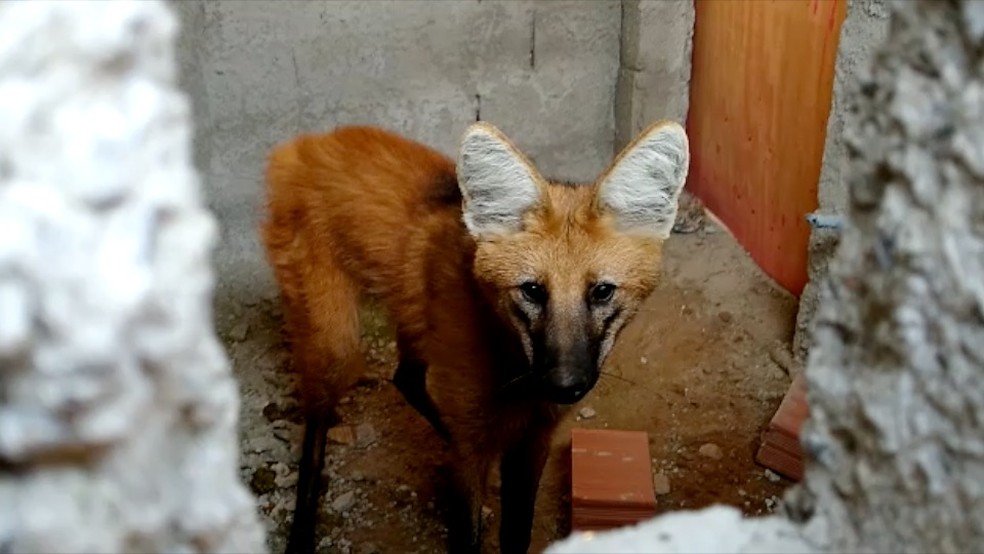 Video Lobo Guara E Encontrado Em Construcao Em Taubate Vale Do Paraiba E Regiao G1 Uma grande amiga do blog tem sonhado com um lobo preto, e depois de algumas pesquisas e estudo, algo que pode se dizer desse sonho e que e algo ruim, um ataque ou. video lobo guara e encontrado em