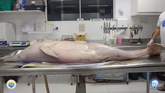 Golfinho foi encontrado morto no litoral de São Paulo — Foto: Divulgação