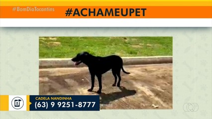 Acha meu pet: tutor procura cadela desaparecida na Praia da Graciosa