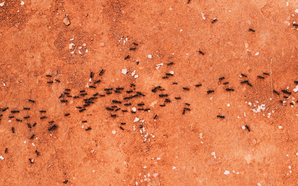 As formigas andam em linha reta porque seguem um rastro de feromônios. — Foto: Reprodução/Pexels