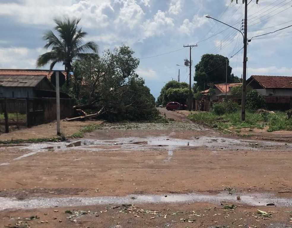 Árvores foram arrancadas durante temporal em Tangará da Serra — Foto: Reprodução