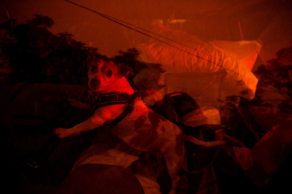 4 de janeiro - Um cachorro é evacuado na parte de trás de um carro enquanto ventos levam fumaça e cinzas dos incêndios em direção a Nowra, na Austrália — Foto: Tracey Nearmy/Reuters