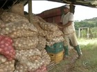 Chuva estraga cultivo de cebola e produtor teme perda total de safra