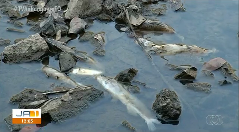 Peixes estão aparecendo mortos em rio do Tocantins — Foto: Reprodução/TV Anhanguera
