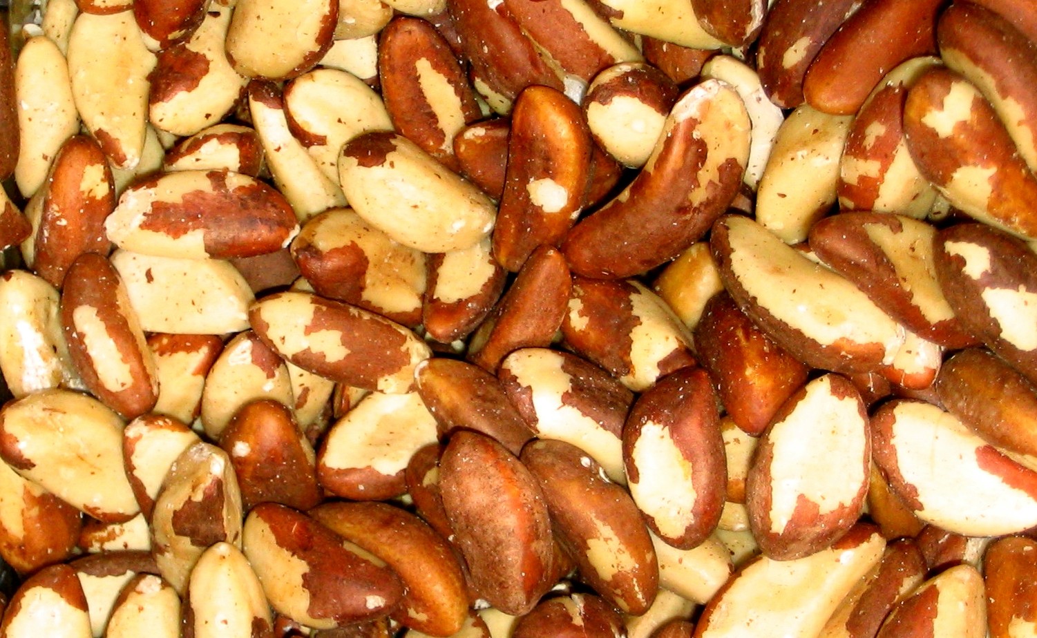 A castanha-do-pará é rica em selênio, micronutriente essencial para a manutenção das funções cerebrais (Foto: Wikimedia/Quadell)
