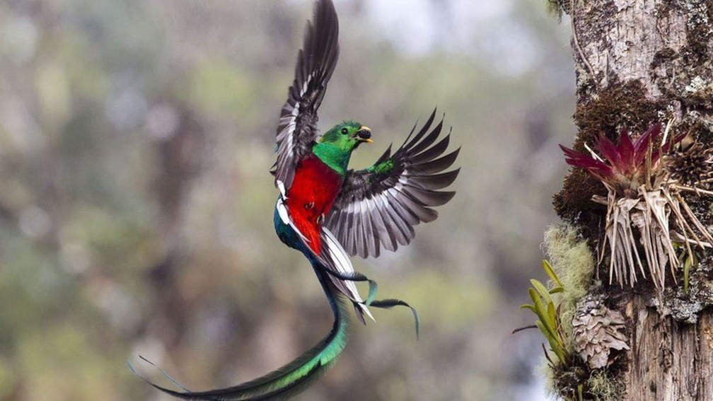 Esse quetzal trazendo comida para os filhotes concorre na categoria 'Comportamento: Aves' (Foto: Tyohar Kastiel/Natural History Museum)