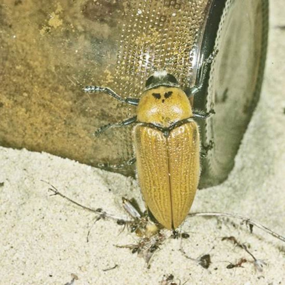 Besouro australiano correu o risco de se extinguir por confundir uma garrafa de cerveja com uma fêmea gigante — Foto: DAVID RENTZ/BBC