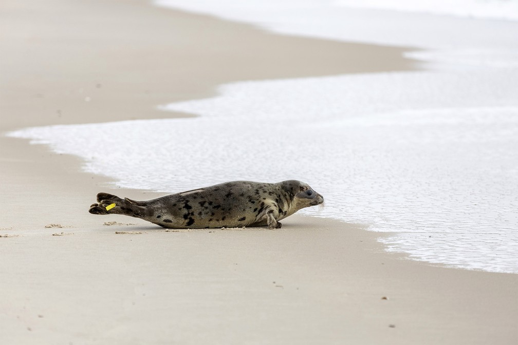 A foca Amélia Bedélia rasteja até o mar em Salsbury, Maryland, nos EUA, ao ser reinserida na natureza após 3 semanas de reabilitação — Foto: Theresa Keil/The National Aquarium via AP