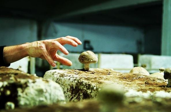 Entregas dos cogumelos são feitas de bike para supermercados de orgânicos (Foto: Reprodução/Instagram Cycloponics )