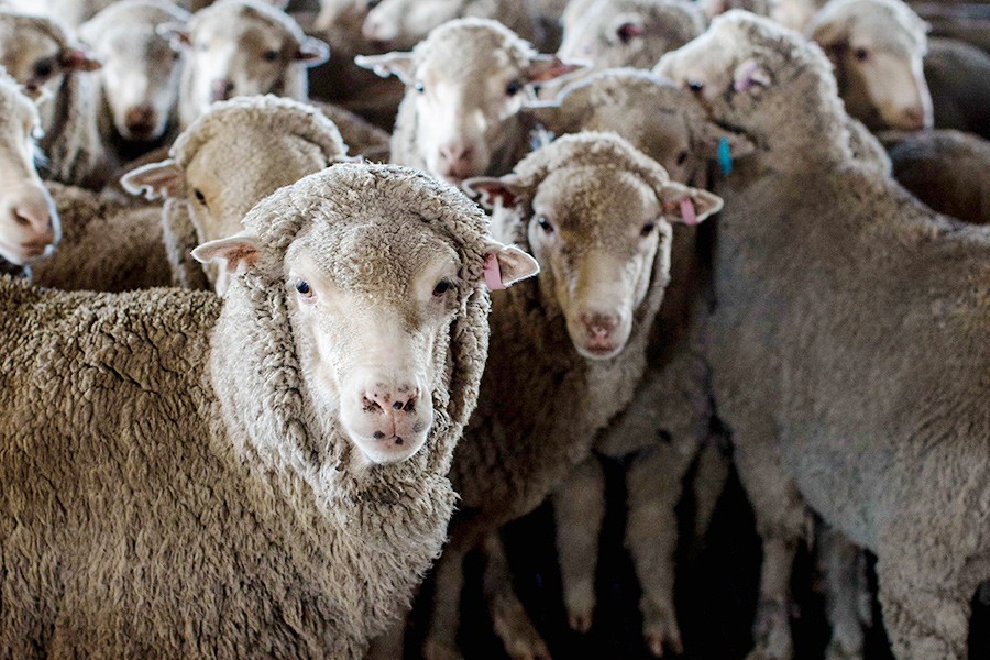 As ovelhas merino australianas são consideradas as melhores para a produção de lã superfina (Foto: divulgação)