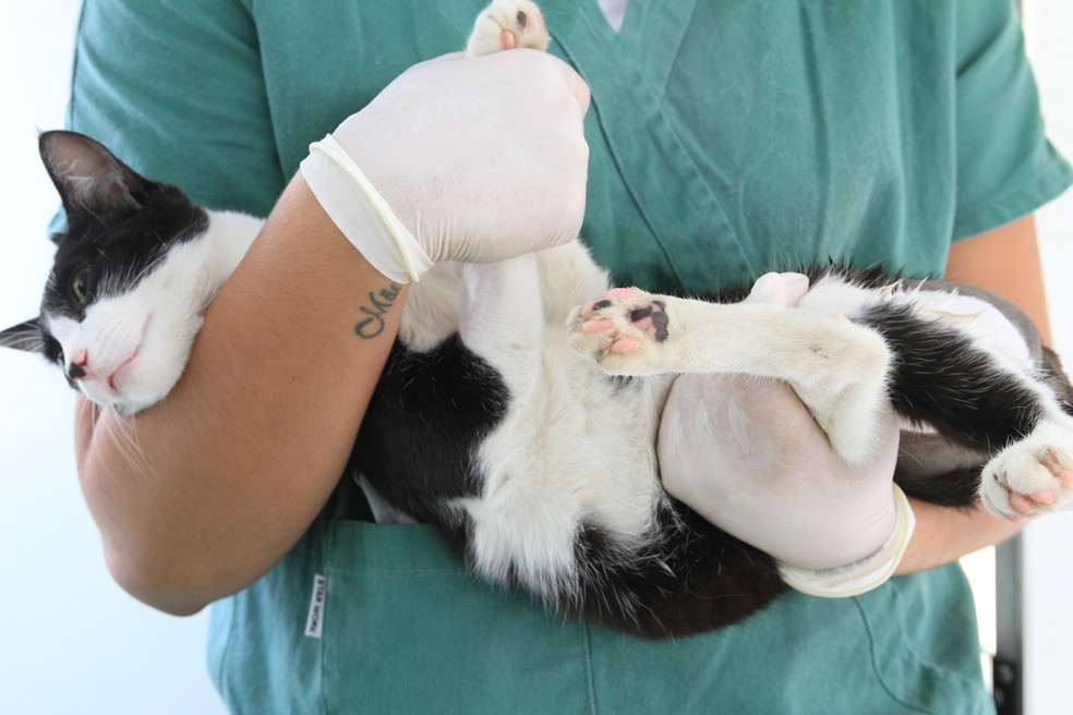 Cidades da região vão ter castração gratuita de cães e gatos — Foto: Gustavo Magnusson