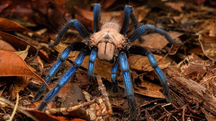 Tarântula de pernas azuis da espécie Birupes simoroxigorum (Foto: CHIEN LEE)