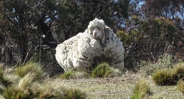 Quando Chris foi encontrado, ele estava cinco vezes maior do que uma ovelha normal (Foto: Reprodução/Twitter)