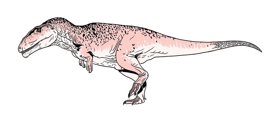 CARCHARODONTOSAURUS IGUIDENSIS Viveu entre 99 milhões e 94 milhões de anos atrás, na região onde hoje  é o Níger, na África.  Media 12 metros e  pesava 3 toneladas (Foto: Ilustração: Feu)